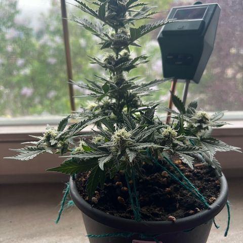 3. Dwarf growlog timeline photo