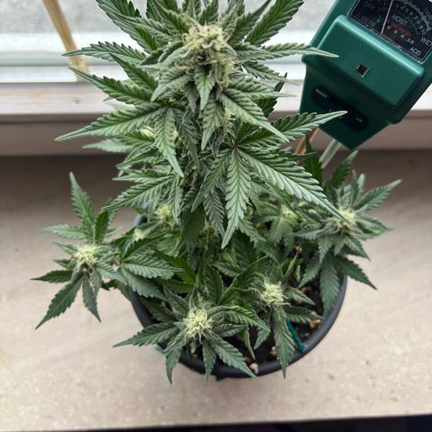3. Dwarf growlog timeline photo
