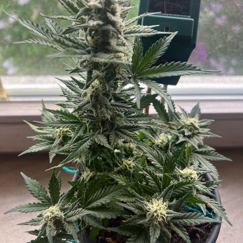 3. Dwarf growlog timeline photo