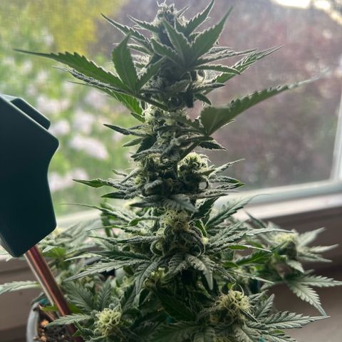 3. Dwarf growlog timeline photo