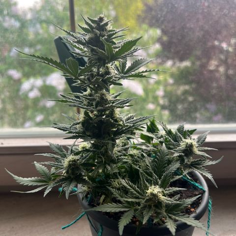 3. Dwarf growlog timeline photo