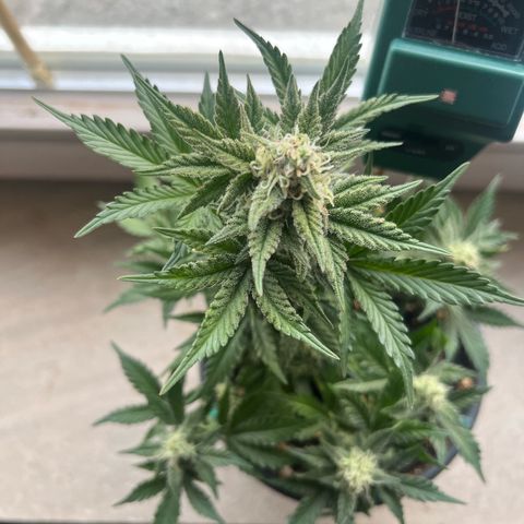 3. Dwarf growlog timeline photo