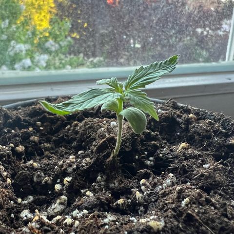 4. Dwarf growlog timeline photo