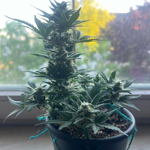 3. Dwarf growlog timeline photo