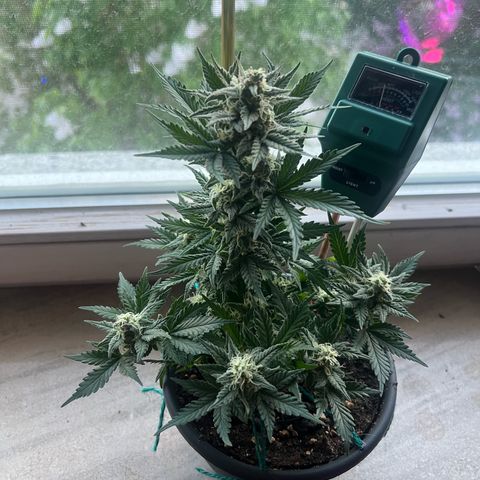3. Dwarf growlog timeline photo
