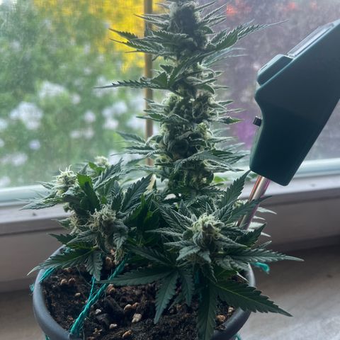 3. Dwarf growlog timeline photo