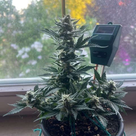 3. Dwarf growlog timeline photo