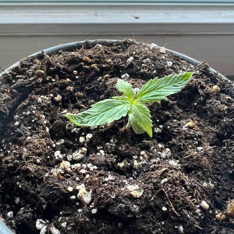 4. Dwarf growlog timeline photo