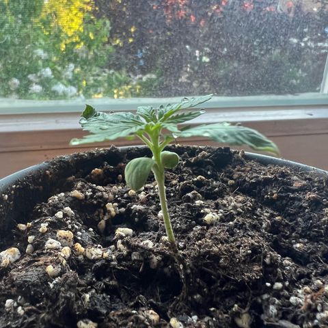 4. Dwarf growlog timeline photo
