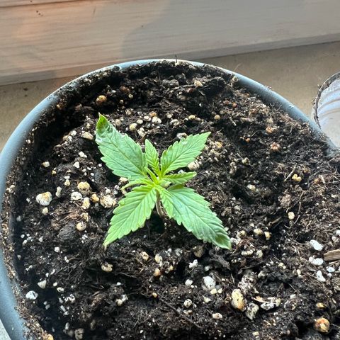 4. Dwarf growlog timeline photo