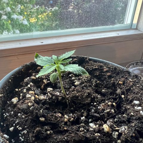 4. Dwarf growlog timeline photo