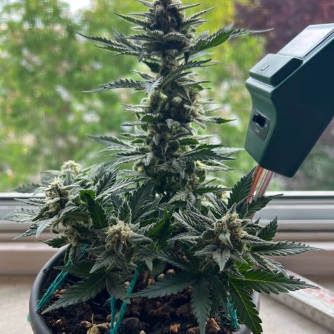 3. Dwarf growlog timeline photo