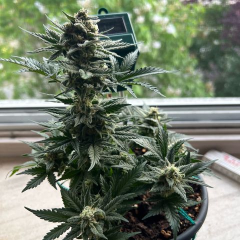 3. Dwarf growlog timeline photo