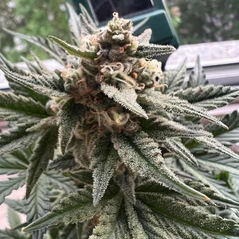 3. Dwarf growlog timeline photo
