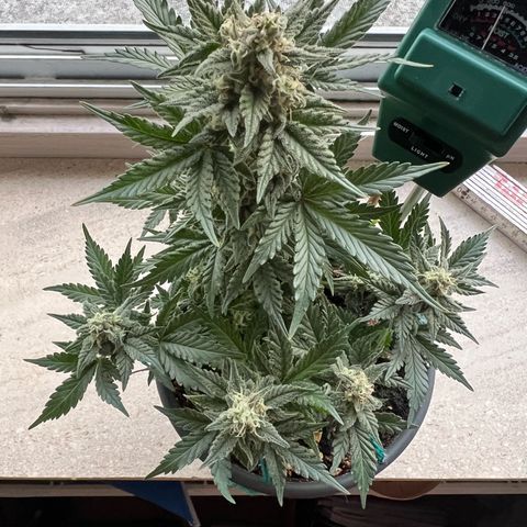 3. Dwarf growlog timeline photo