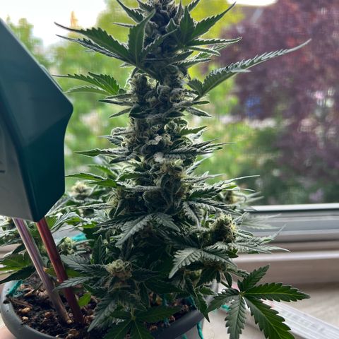 3. Dwarf growlog timeline photo
