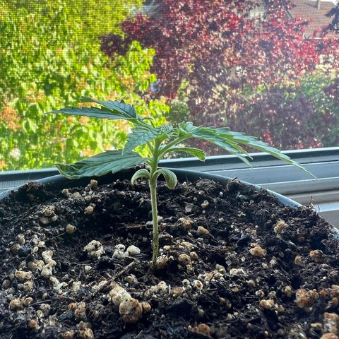 4. Dwarf growlog timeline photo