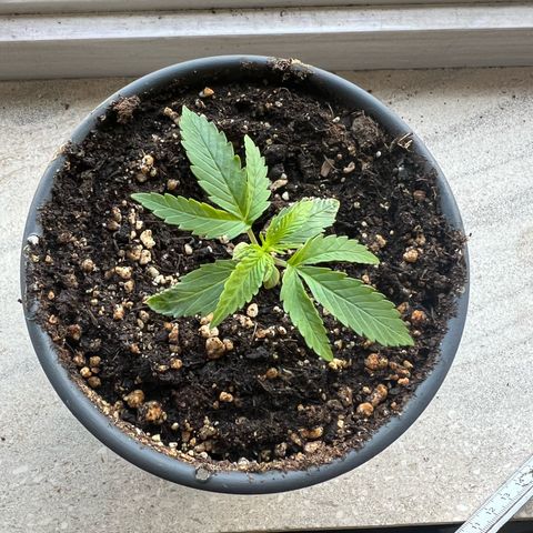 4. Dwarf growlog timeline photo