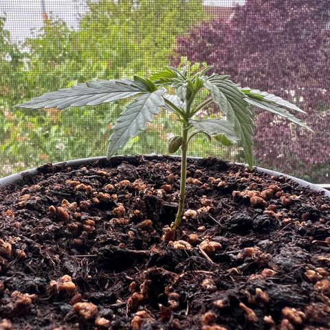 4. Dwarf growlog timeline photo