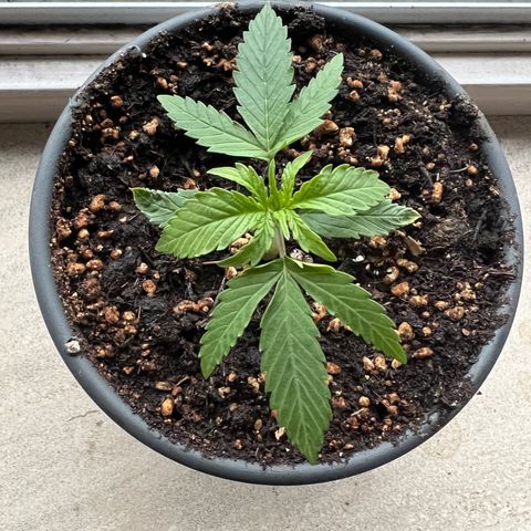 4. Dwarf growlog timeline photo
