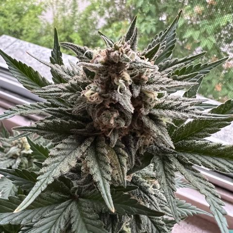 3. Dwarf growlog timeline photo