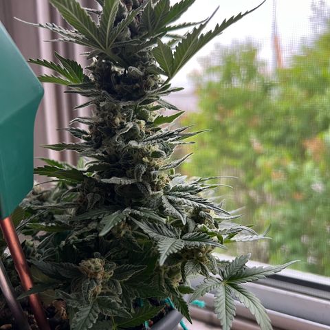 3. Dwarf growlog timeline photo