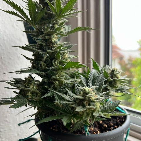 3. Dwarf growlog timeline photo