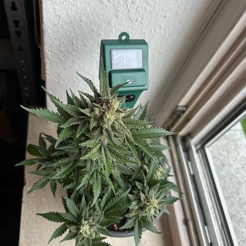 3. Dwarf growlog timeline photo