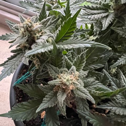 3. Dwarf growlog timeline photo