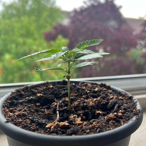 4. Dwarf growlog timeline photo