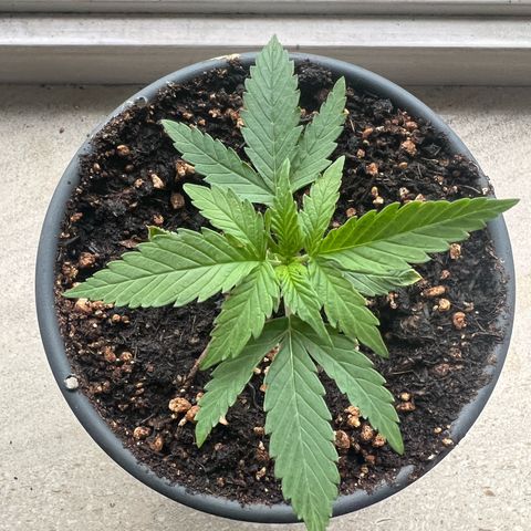 4. Dwarf growlog timeline photo
