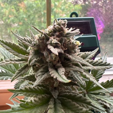 3. Dwarf growlog timeline photo