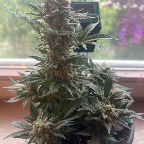 3. Dwarf growlog timeline photo