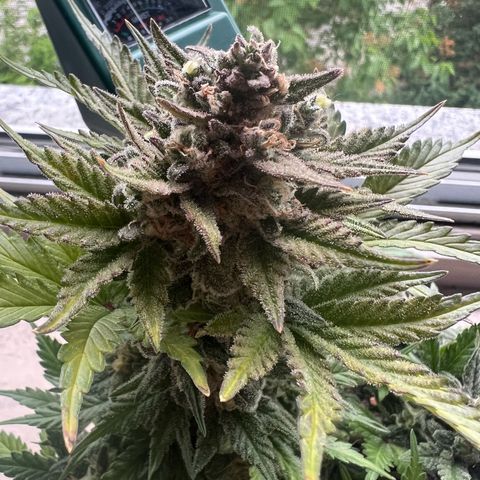 3. Dwarf growlog timeline photo