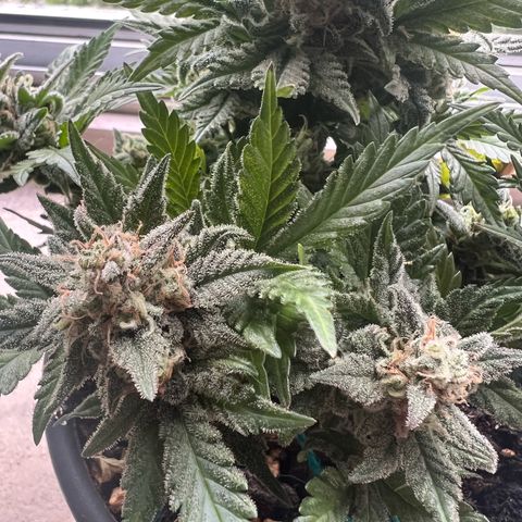 3. Dwarf growlog timeline photo