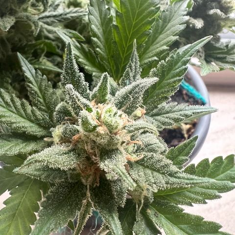 3. Dwarf growlog timeline photo