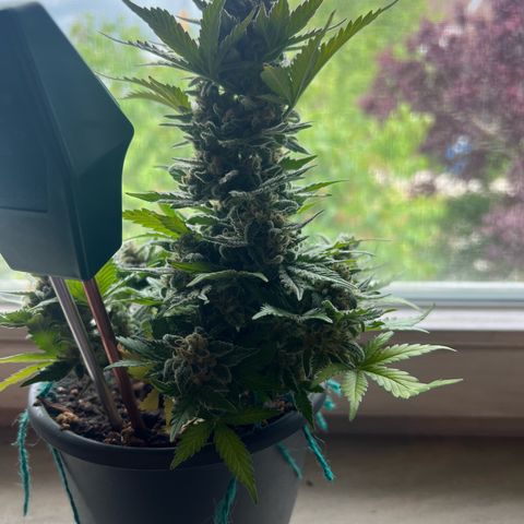 3. Dwarf growlog timeline photo