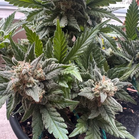 3. Dwarf growlog timeline photo