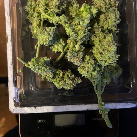 3. Dwarf growlog timeline photo
