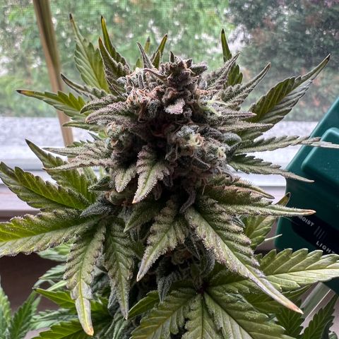 3. Dwarf growlog timeline photo