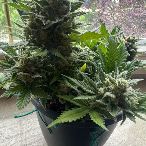 3. Dwarf growlog timeline photo