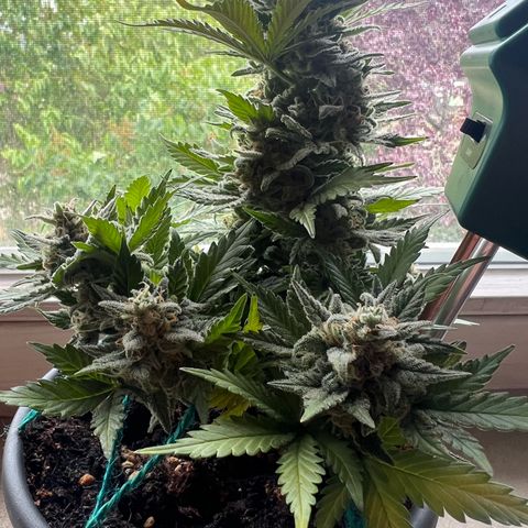 3. Dwarf growlog timeline photo