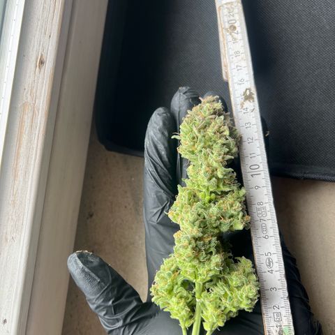 3. Dwarf growlog timeline photo