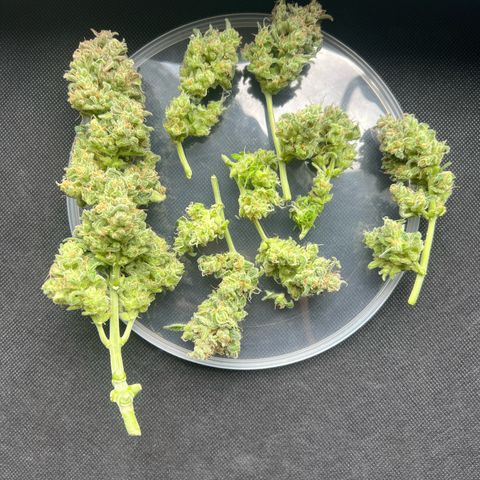 3. Dwarf growlog timeline photo