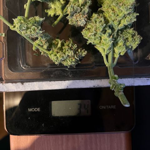 3. Dwarf growlog timeline photo