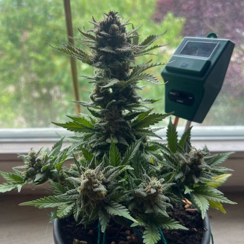 3. Dwarf growlog timeline photo