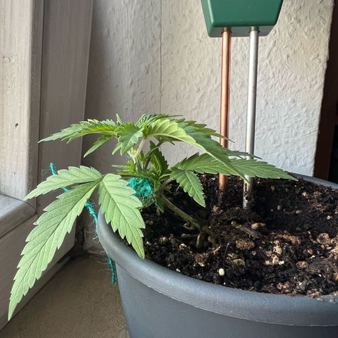 4. Dwarf growlog timeline photo