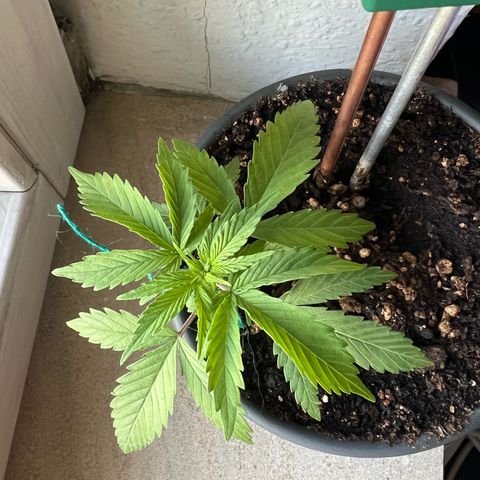 4. Dwarf growlog timeline photo
