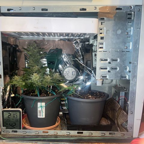 3. Dwarf growlog timeline photo
