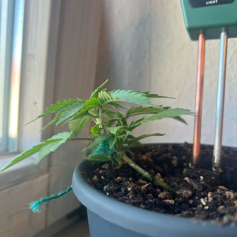 4. Dwarf growlog timeline photo